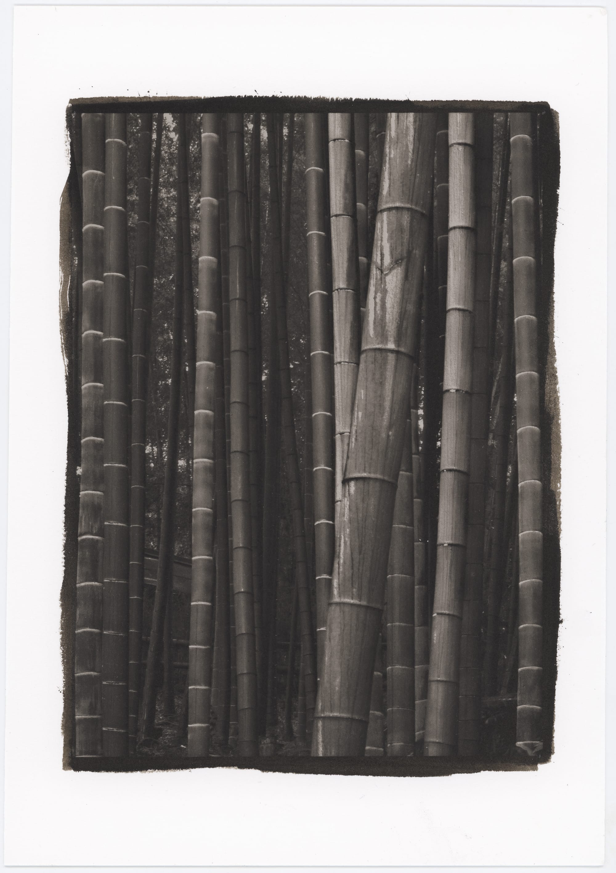 Bamboo Forest