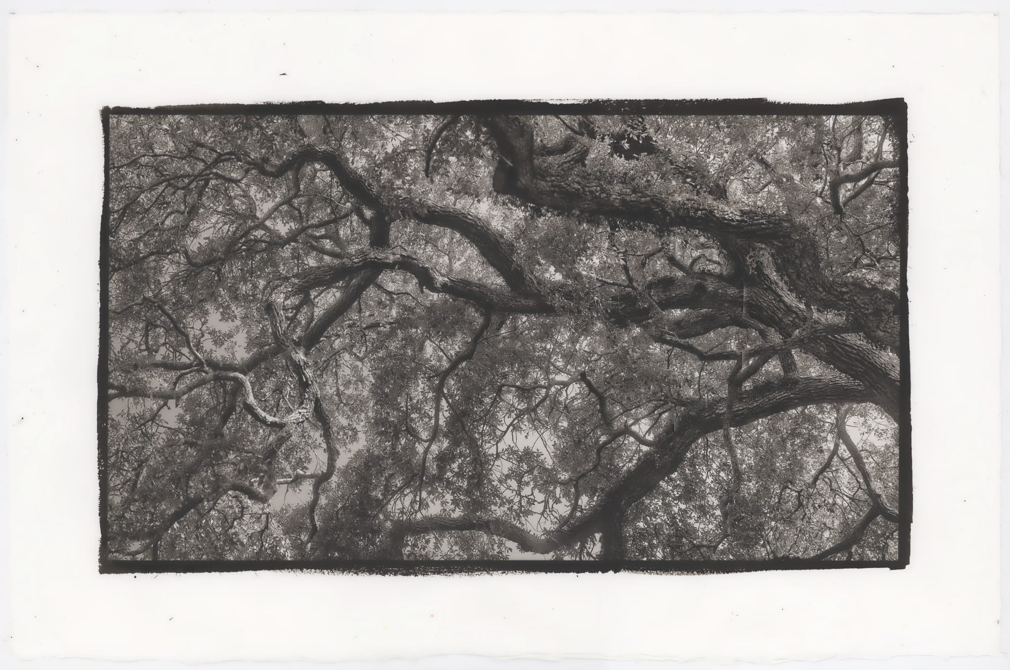 Mighty Oaks II