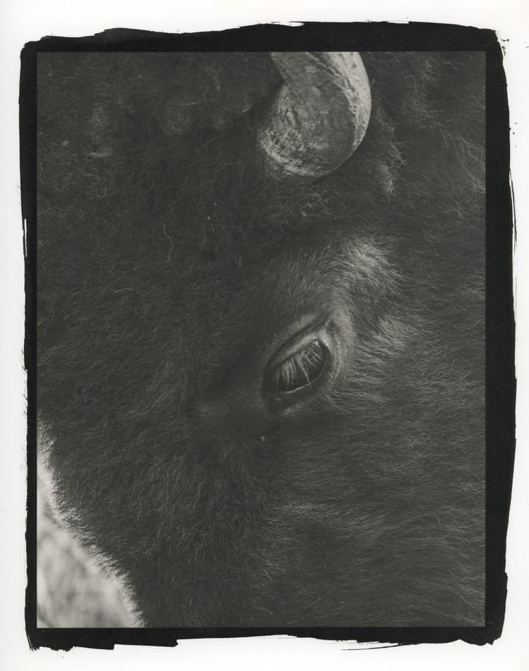 Bison, closeup