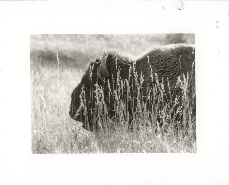 Basking Bison