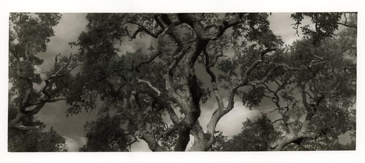 "Mighty Oaks"