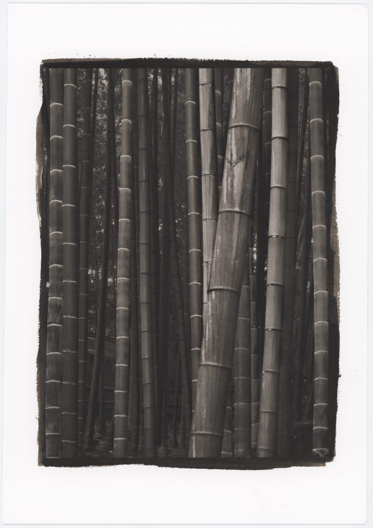 Bamboo Forest
