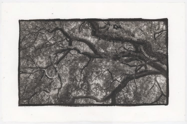 Mighty Oaks II