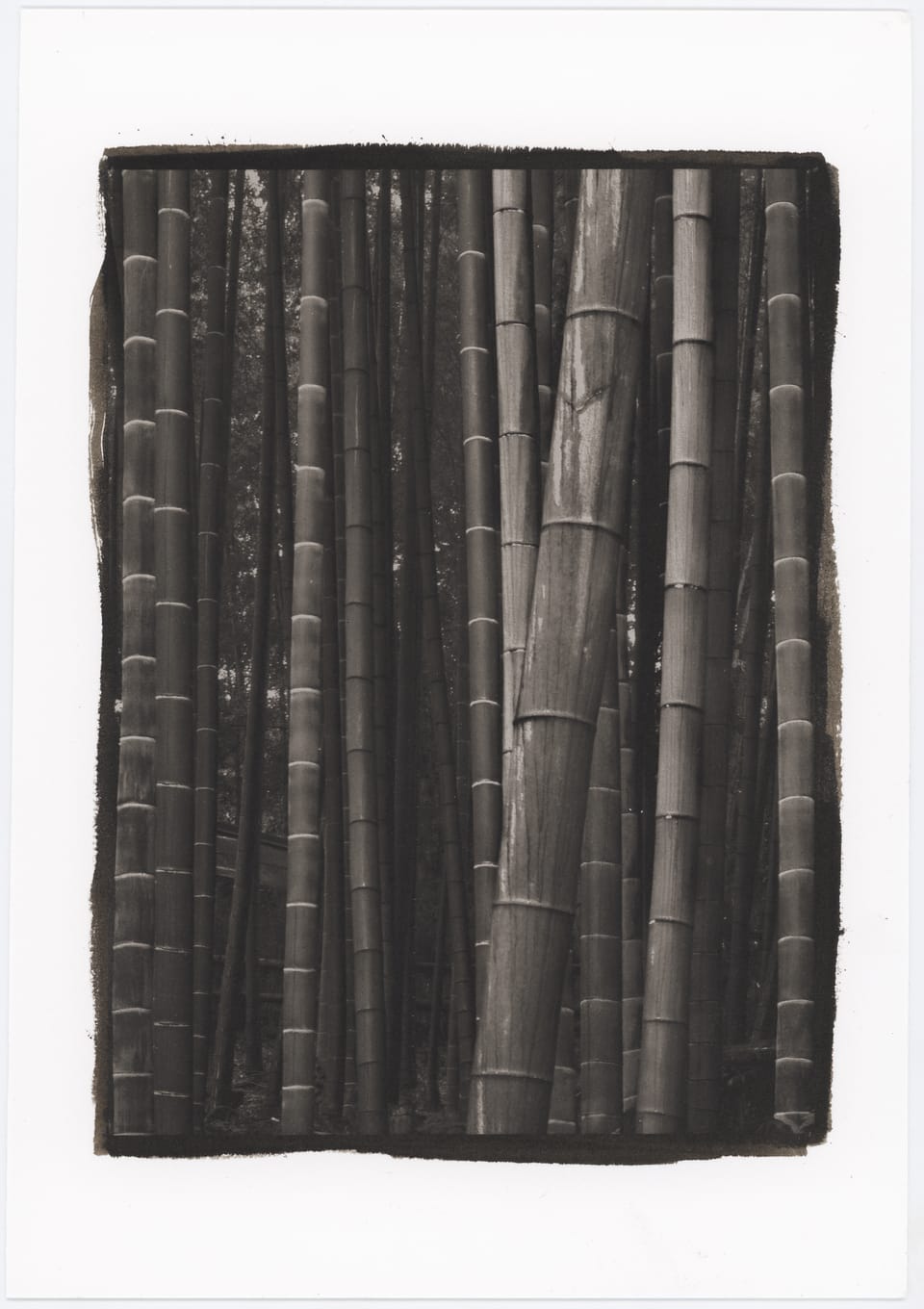 Bamboo Forest