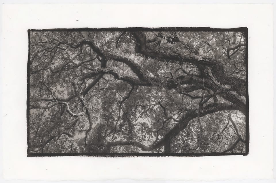 Mighty Oaks II